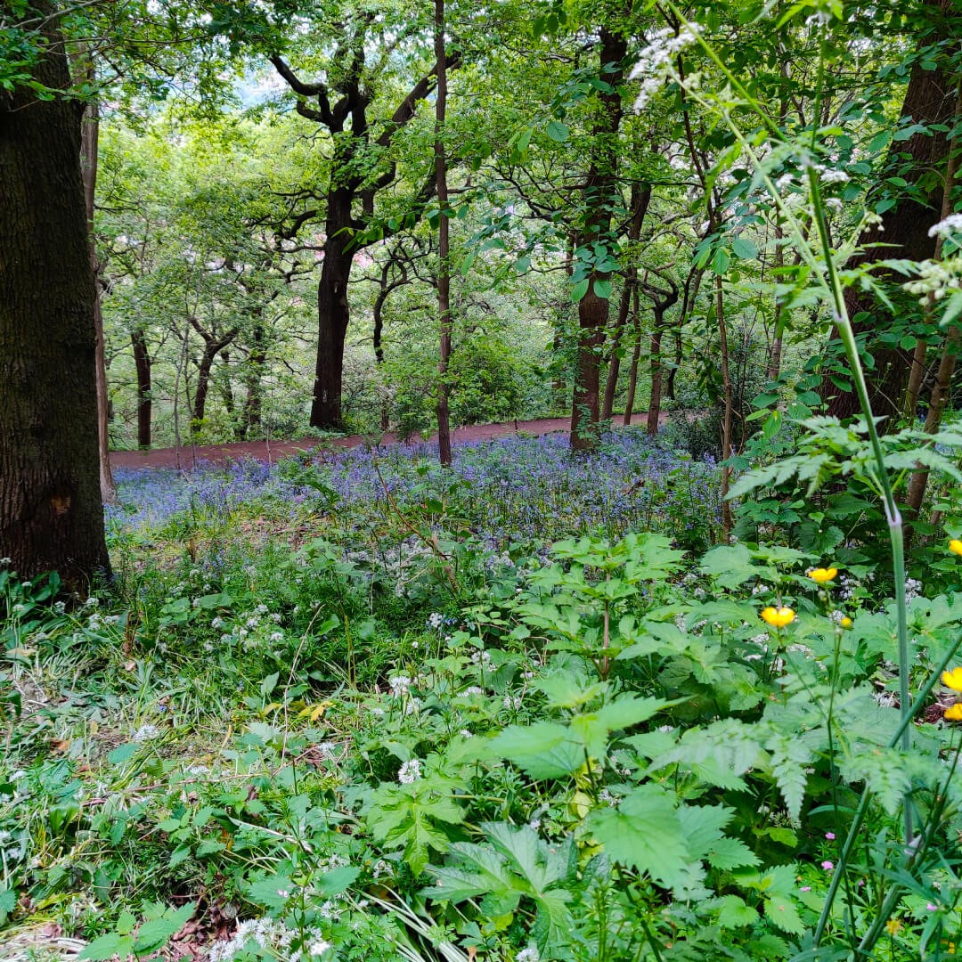 Meanwood Valley Local Nature Reserve bluebells at Woodhouse Ridge