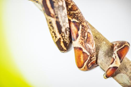 Thumbnail Brown spotted snake tail crawling up a tree branch