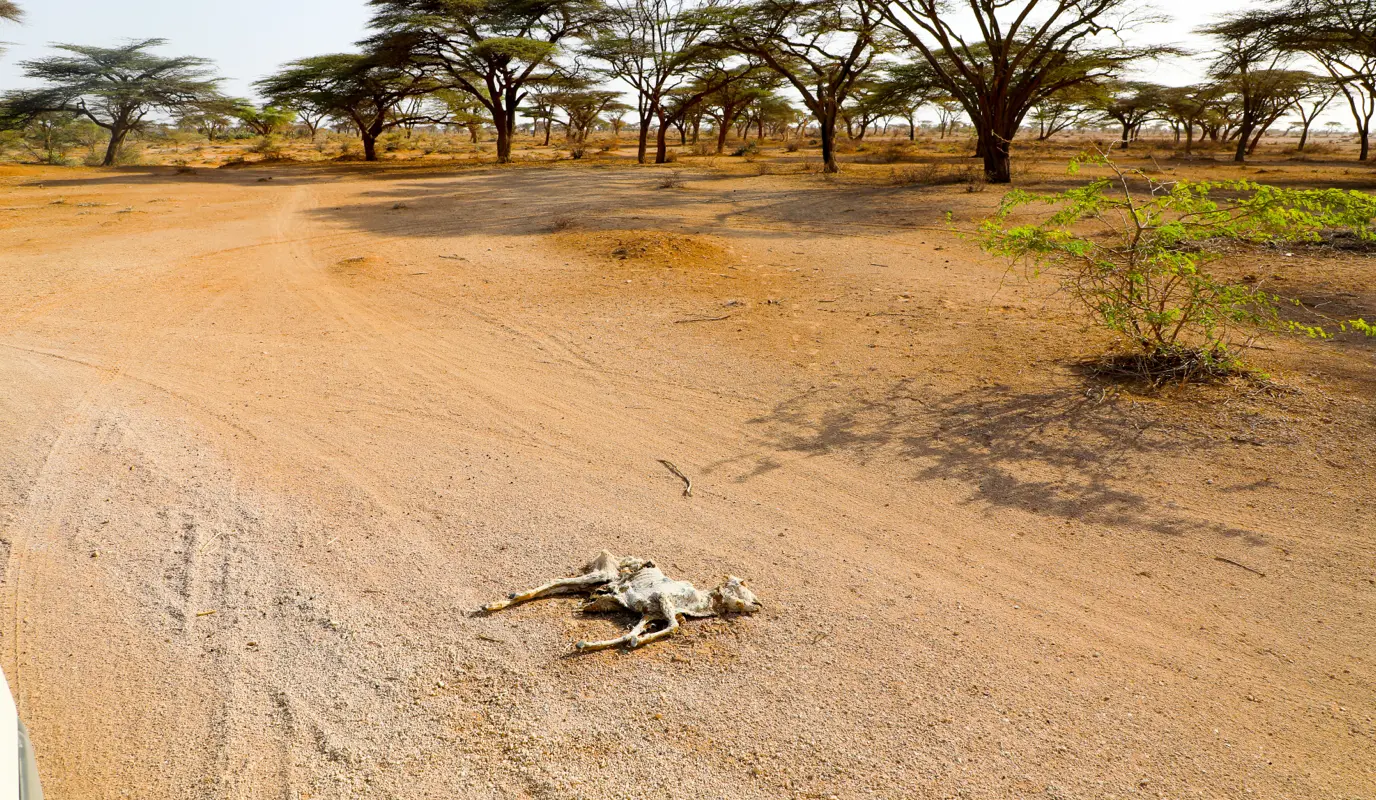 Remains of cows and goats can be found scattered across the Chalbi Desert in northern Kenya's Marsabit County.