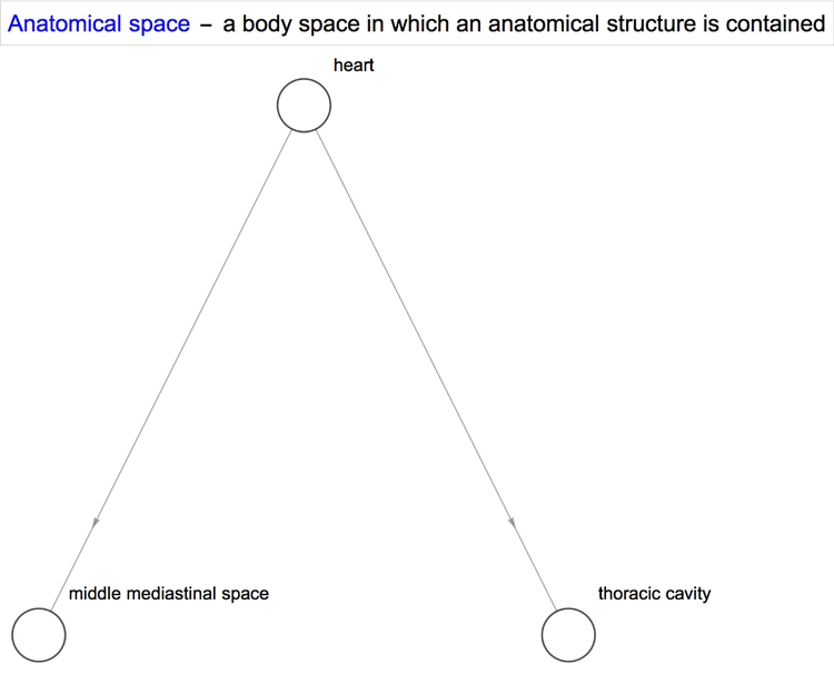 anatomy 10