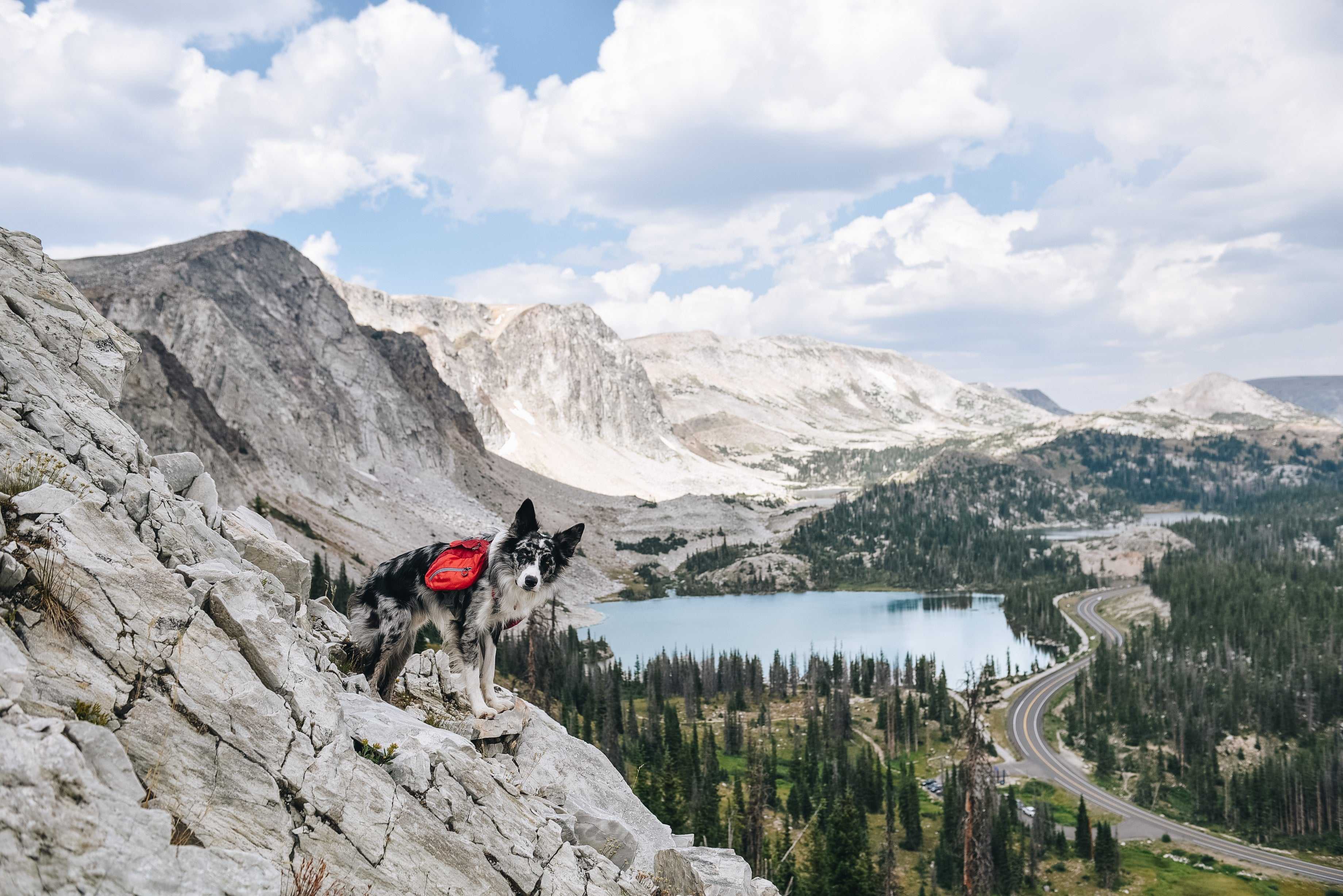  6 Dogs Share Their Favorite Hiking Gear
