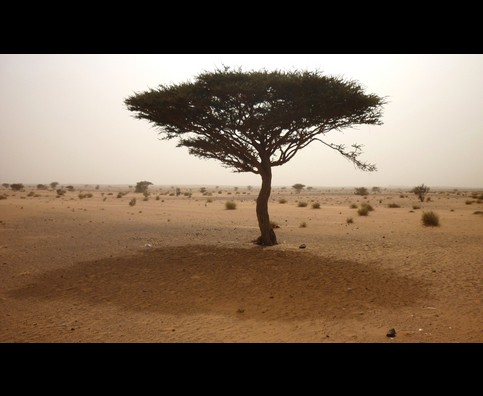 Sudan Desert Walk 5