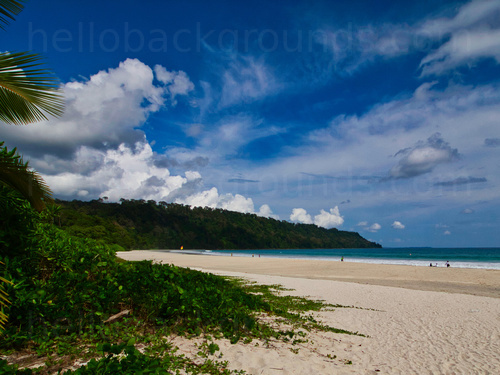 Tropical sandy beach with blue sky and fluffy white clouds, with trees in the foreground Microsoft Teams background