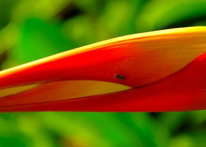 Jungle Wonder Heliconia