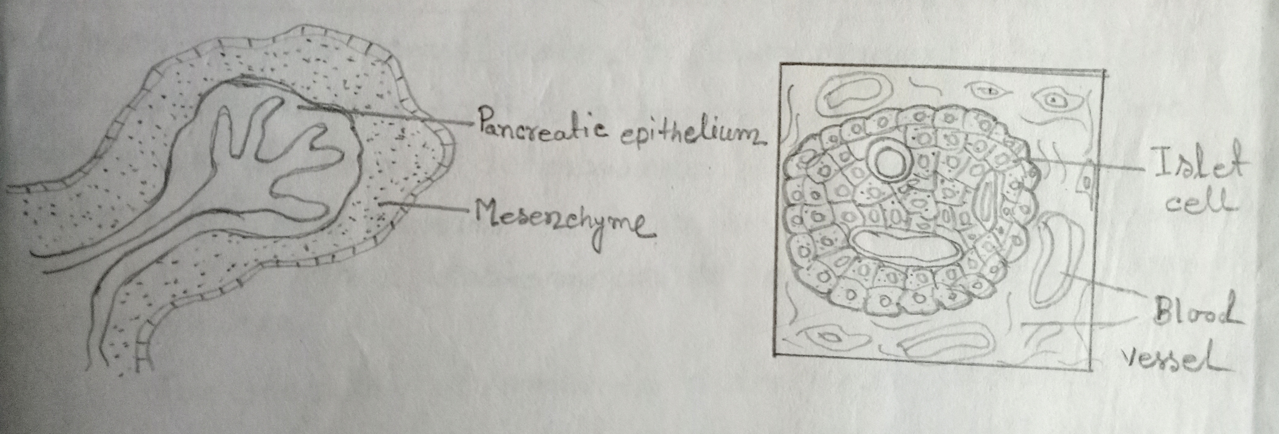 Development of pancreas in a mammal