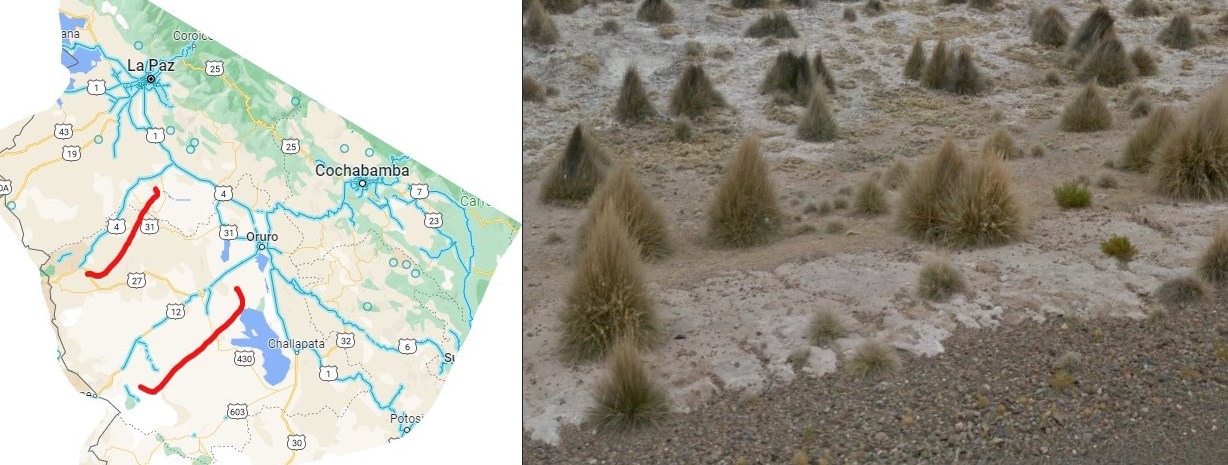 desert grass