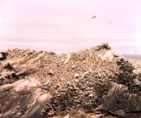 Colony of Gannets