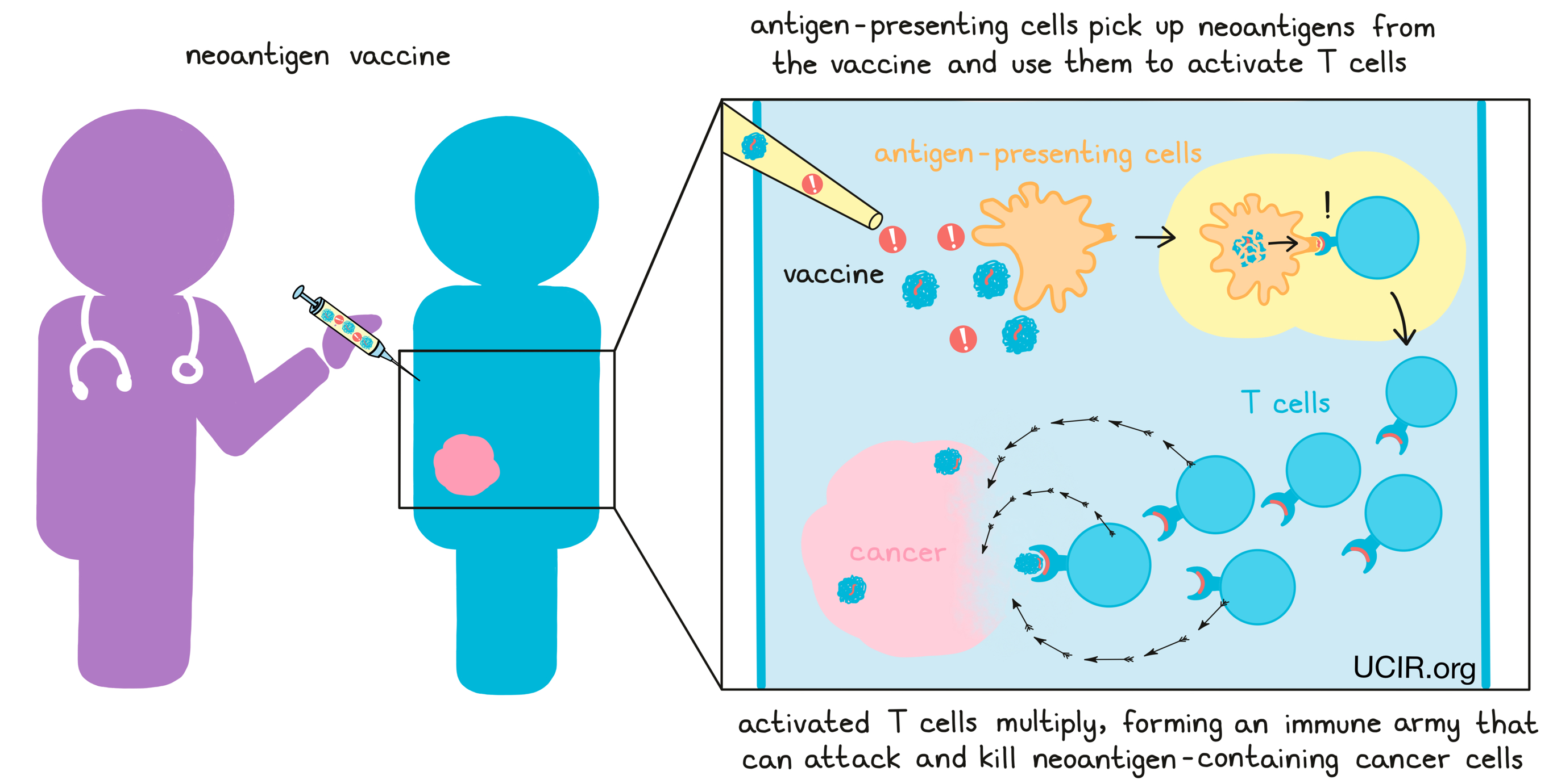 Illustration showing what's in a neoantigen vaccine