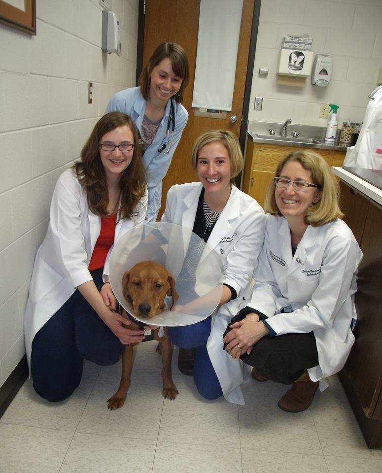 Spinner the dog surrounded by vet technicians