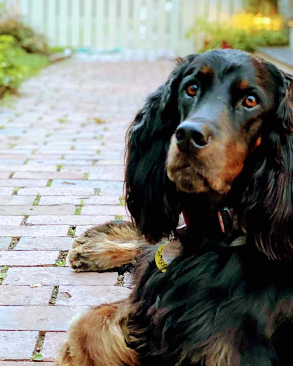 Ophelia, therapy dog for Azimuth Psychological in Boston, MA