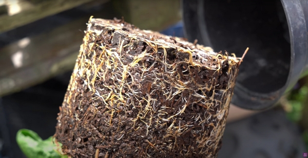 Good-looking roots with mushroom compost