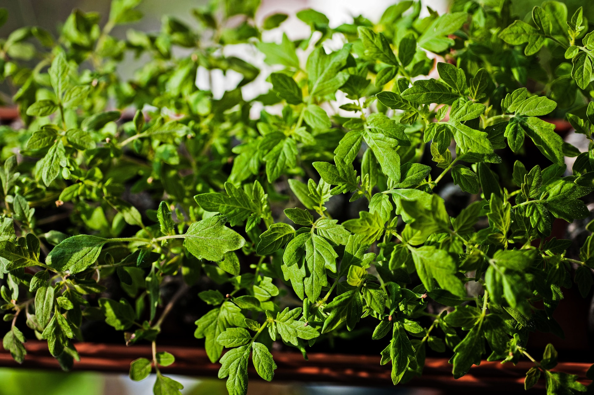 tomato potted up