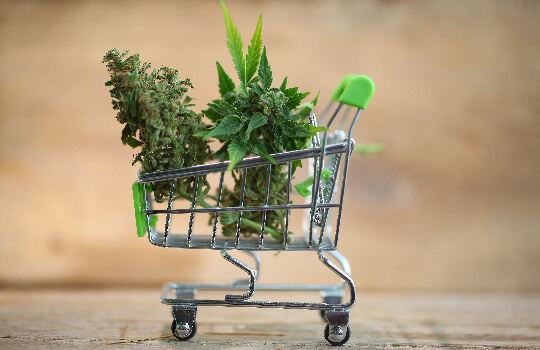 Shopping for Cannabis Shopping for Cannabis