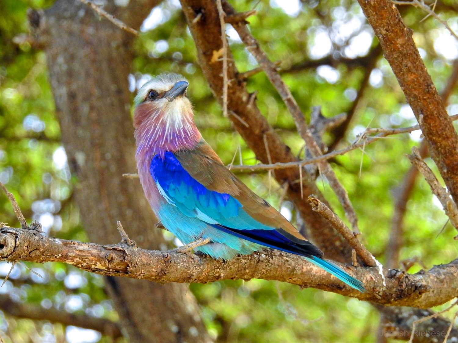 Tanzania Lilac Breasted Roller