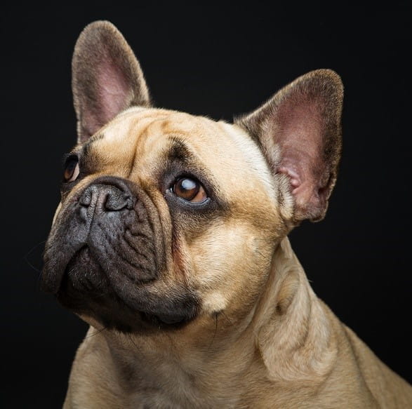 Happy Frenchie Puppy from Ethical Kennel