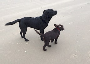 Cani en Brownie Onze labradors, Brownie en Cani