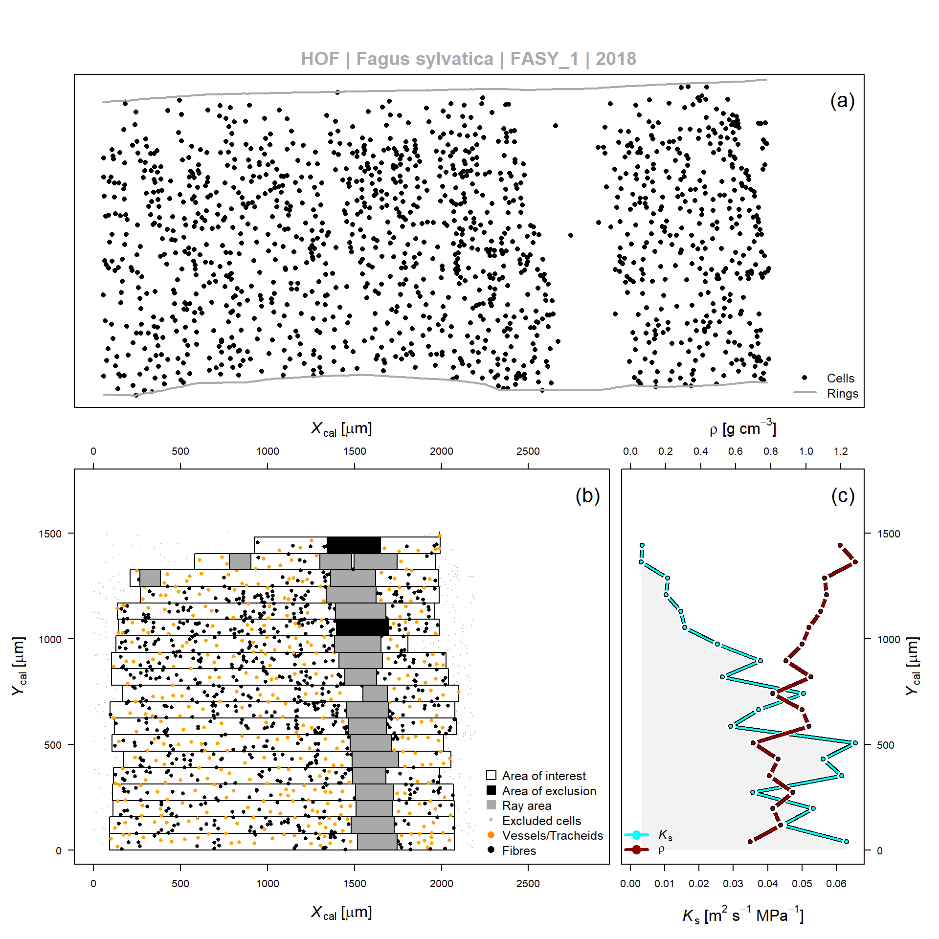 Example of wood anatomical data processing according to SECTOR, for the 2010 tree ring obtained from a Fagus sylvatica tree (FASY_1). (a) Relative center position of vessels and fibers detected by the image analyses software (output from ROXAS). (b) Application of a sectorial binning approach relative to the ring boundary according to the relative position (Ycal and Xcal). Detection algorithms are included which detect rays and areas of exclusion within the bin area (or area of interest). (c) Average theoretical hydraulic conductivity (Ks) and wood density (??) per bin, as defined in (b).