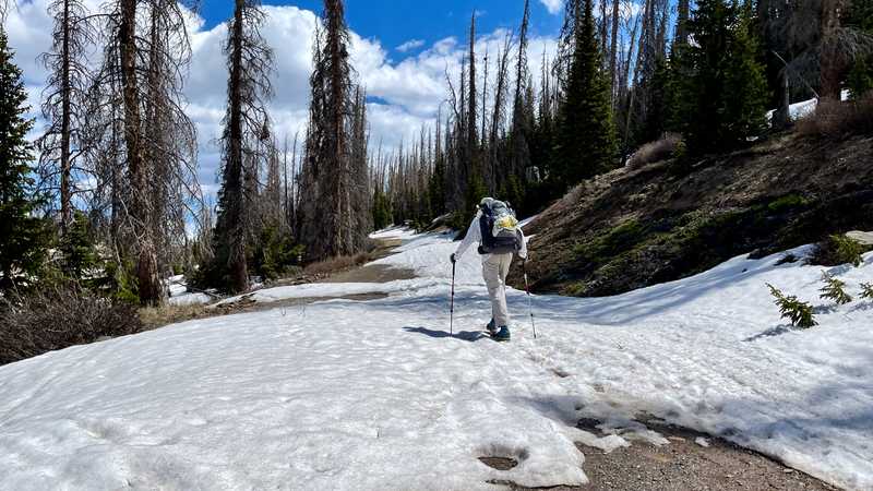 Top O' walks across snow at 11,000 feet