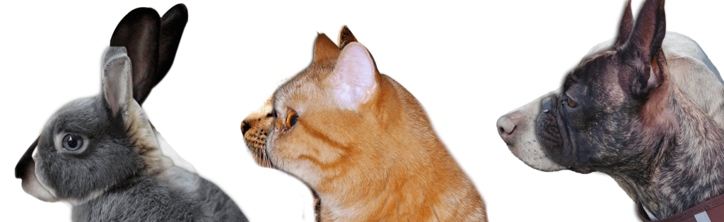 animais mesocefalos e braquicefalos