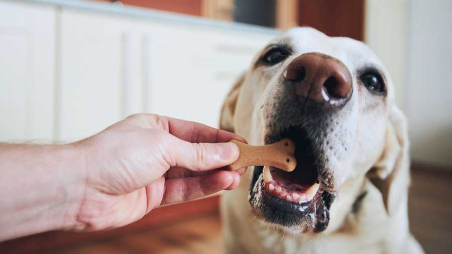 Using Food As A Motivator In Dog Training