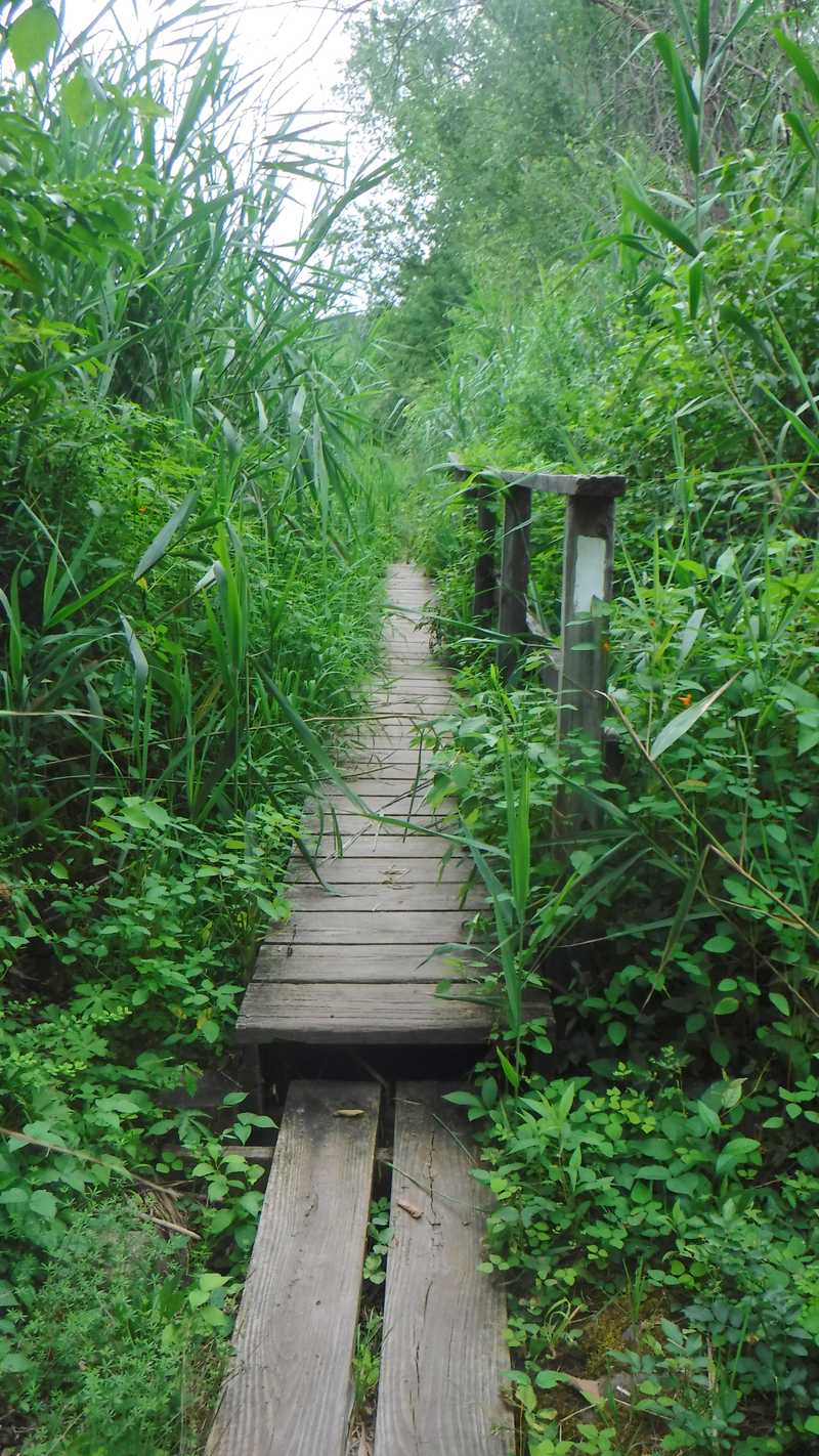 Overgrown trail