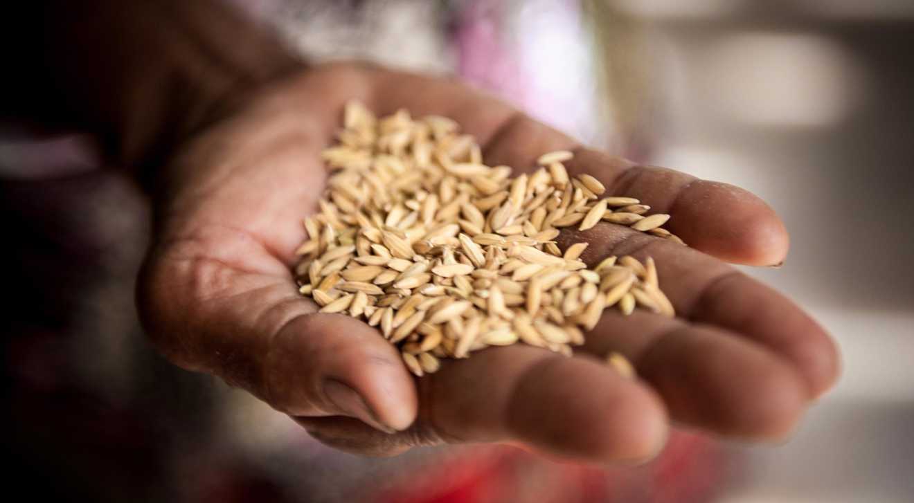 A person's hand holding rice grains to show world hunger