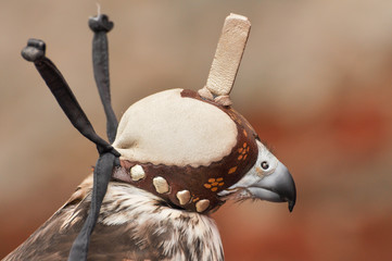 A Falconry hood