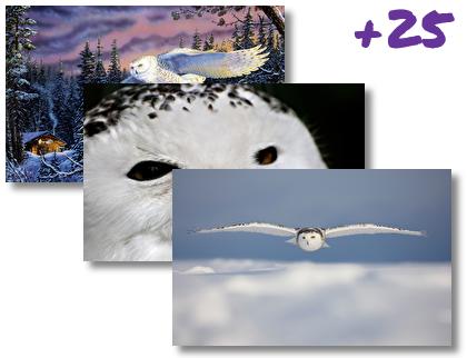 Snowy Owl theme pack