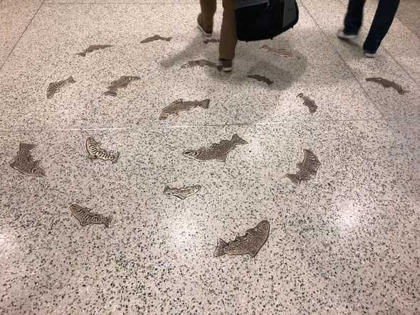 The Seattle airport had some cool fishes on the floor on the way to the gate.
