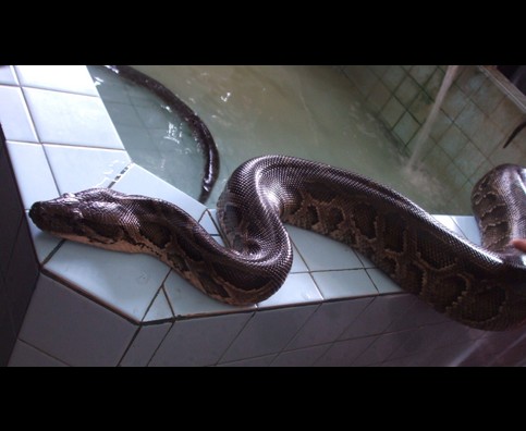 Burma Snakes 6