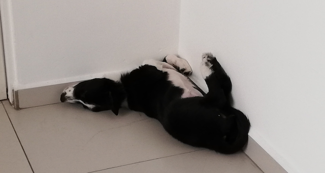 Nina acostada en una esquina con las patas hacia arriba.