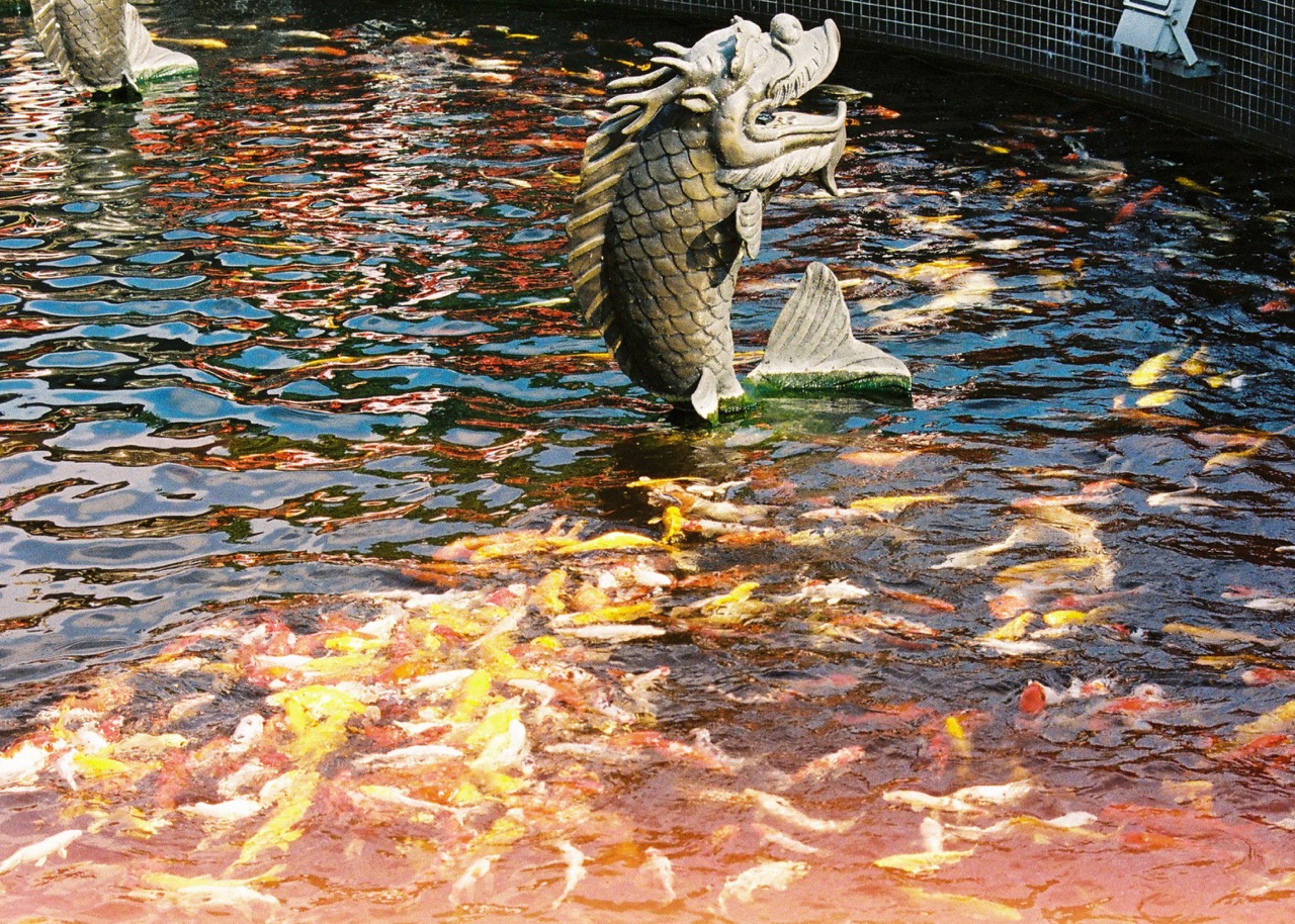 Koi Fish