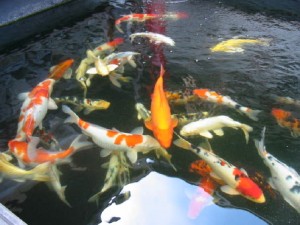 Koi Fish Color Meaning - An Introduction To Koi Symbolism