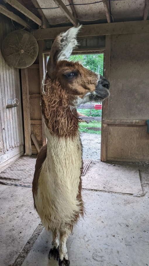 An image of a llama named Cimarosa