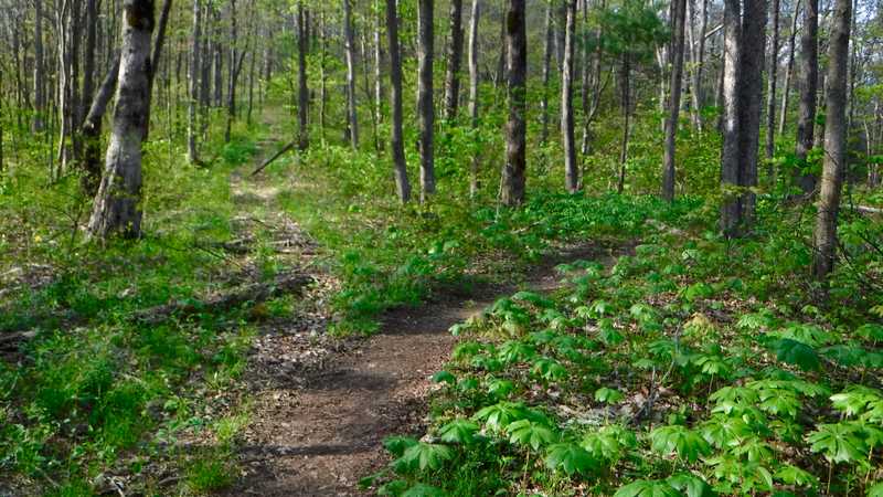 At 2017: Day 34, Shook Branch Road To Iron Mountain Shelter 