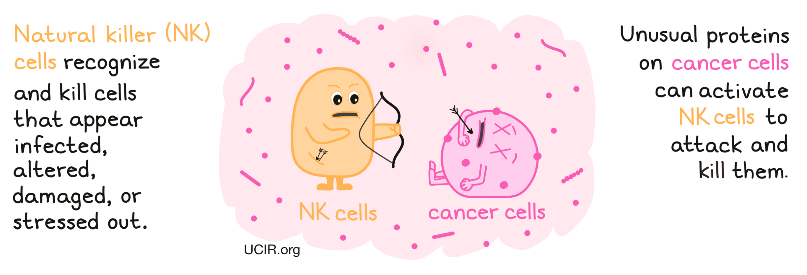 Illustration showing what NK cells do to cancer cells
