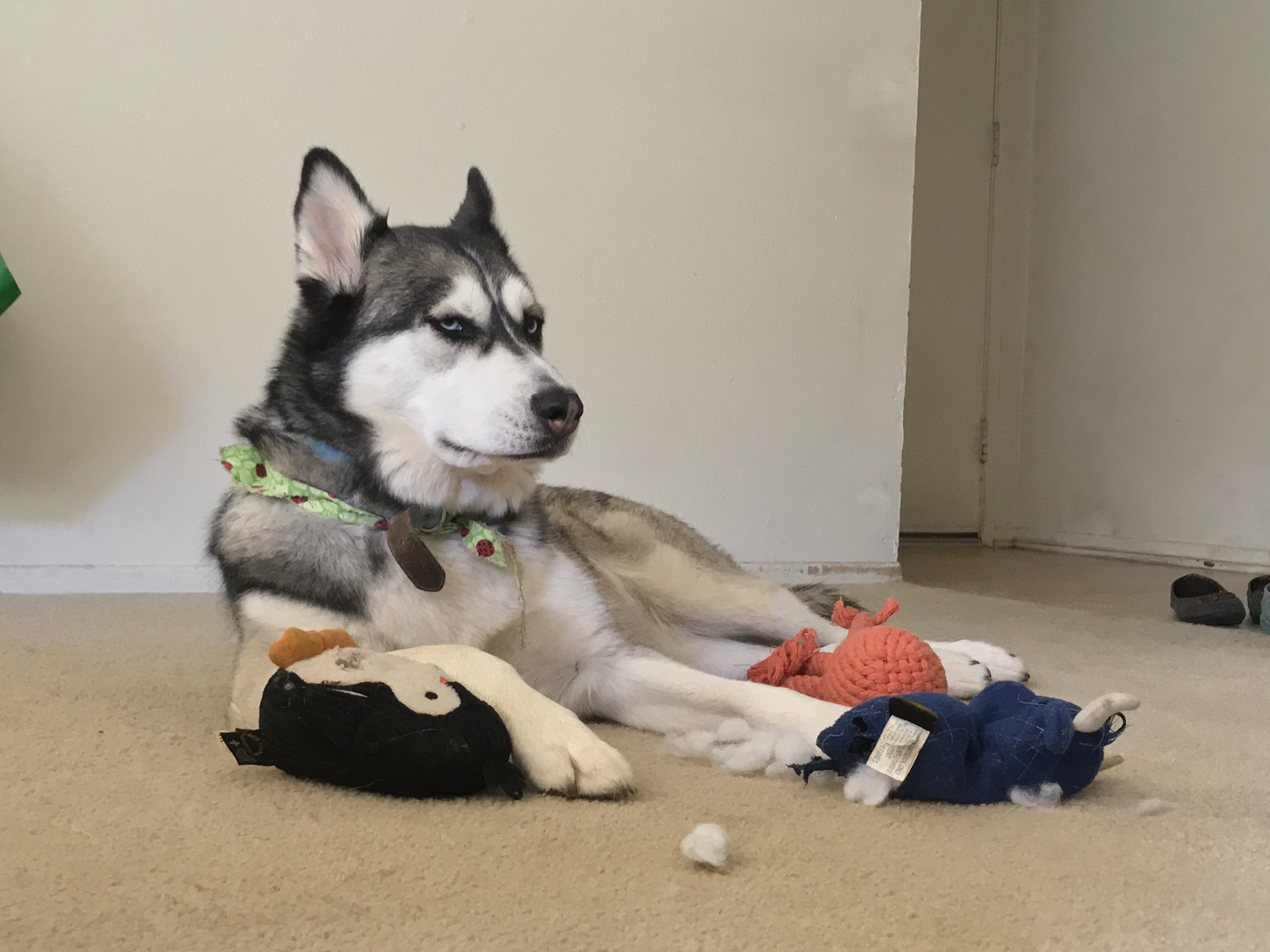 A black and white husky surrounded by stuffed animals with some of the stuffing ripped out.