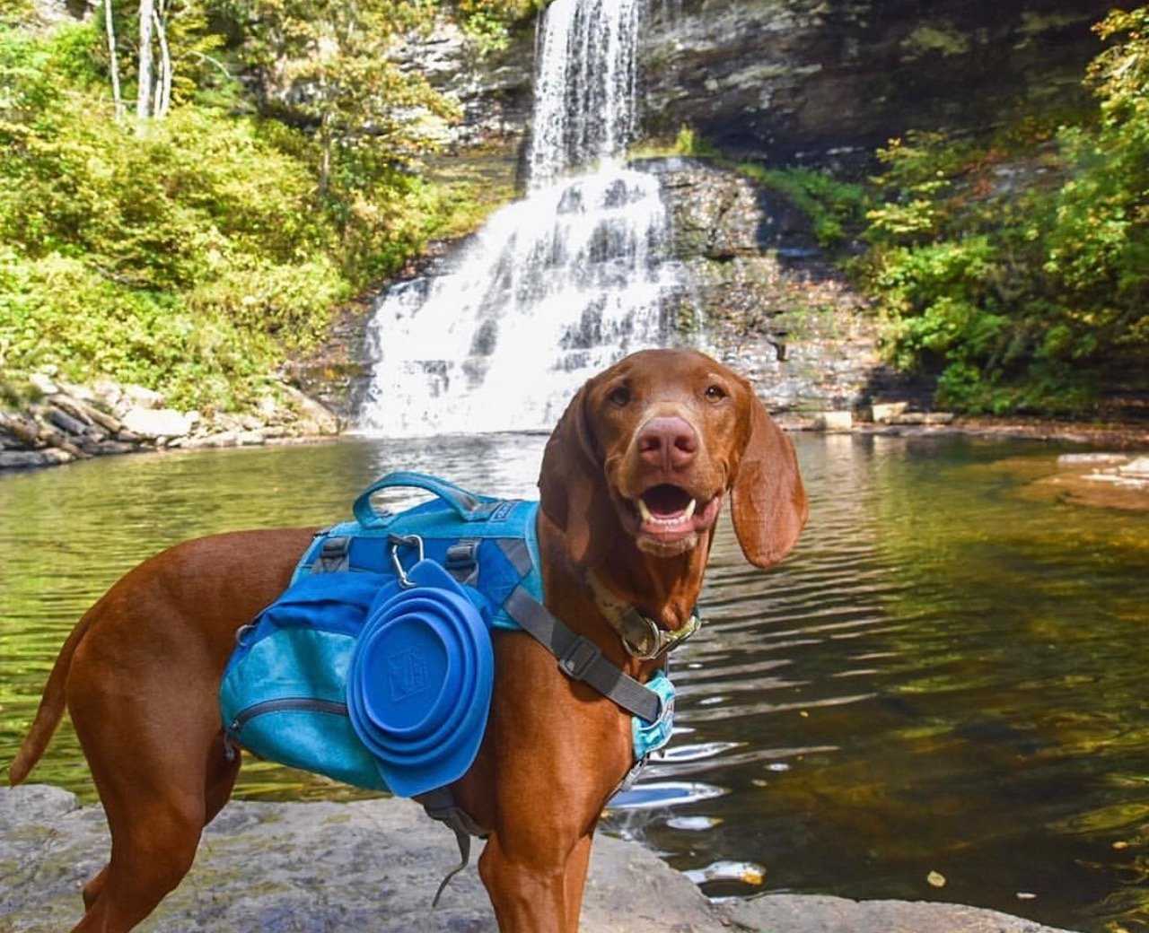 5 Benefits of a Dog Backpack