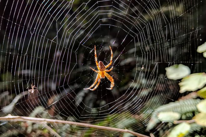An orange spider sits in the middle of an orb web in the forest. It almost seems to glow in the afternoon light.