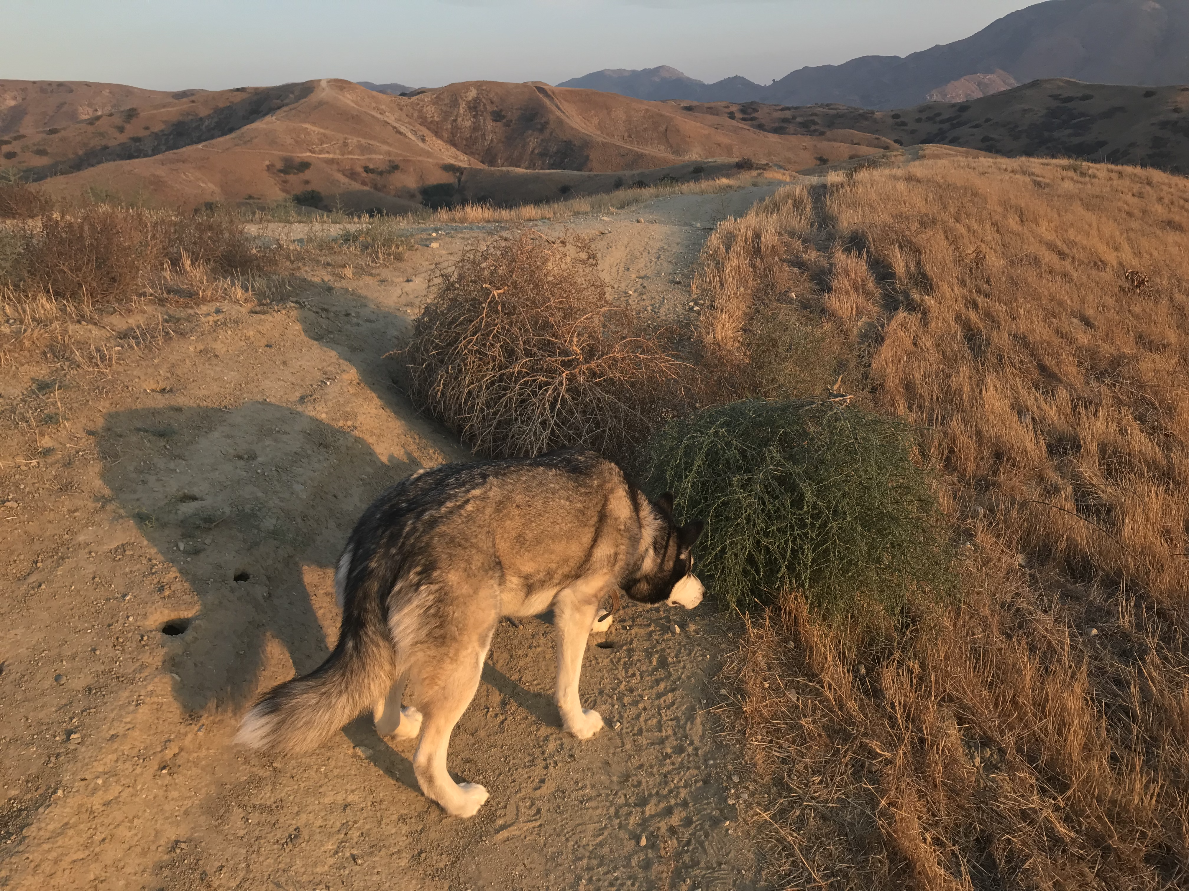 A black and white husky smelling green and brown tumbleweeds in the glow of the late afternoon sun.