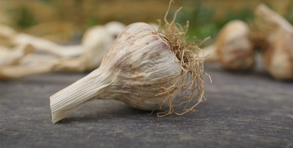 Garlic ready for storage