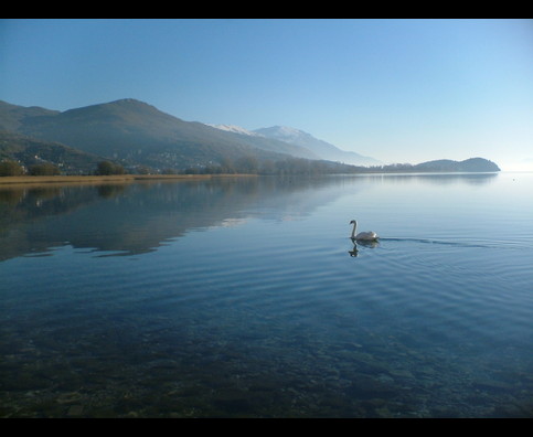 Ohrid Swans 3