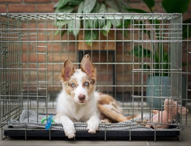 Playpen vs. Crate: Which Is Better for Your Puppy?