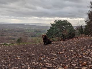 Sussex spaniel dog looking straight at the camera with green hills in the distance.