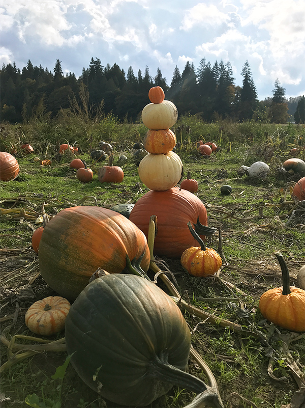 A cairn of pumpkins in a sunny pumpkin patch