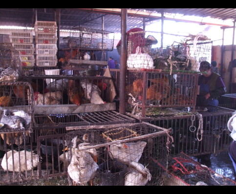 China Animal Markets 16