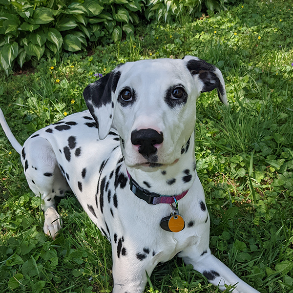 A Dalmatian puppy laying on a grass lawn.