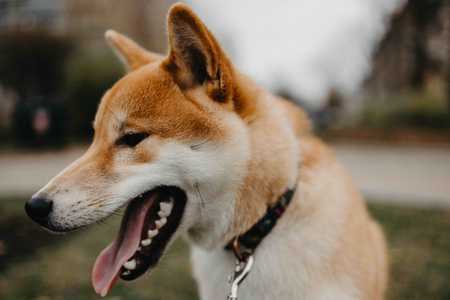 How long can a Shiba Inu live? - Featured image