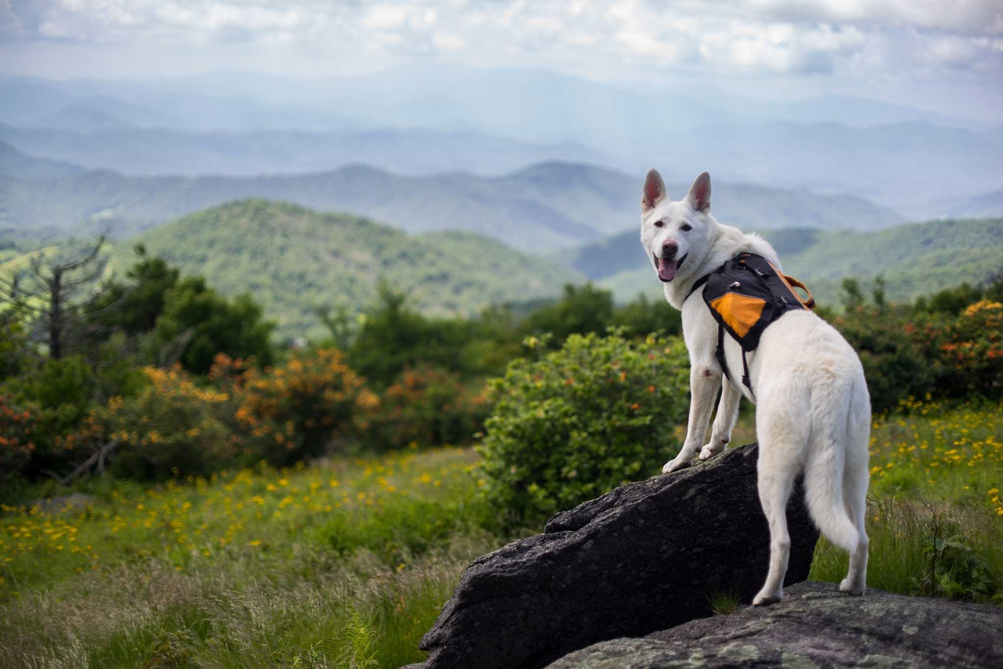 5 Things To Know Before Hiking With Your Dog