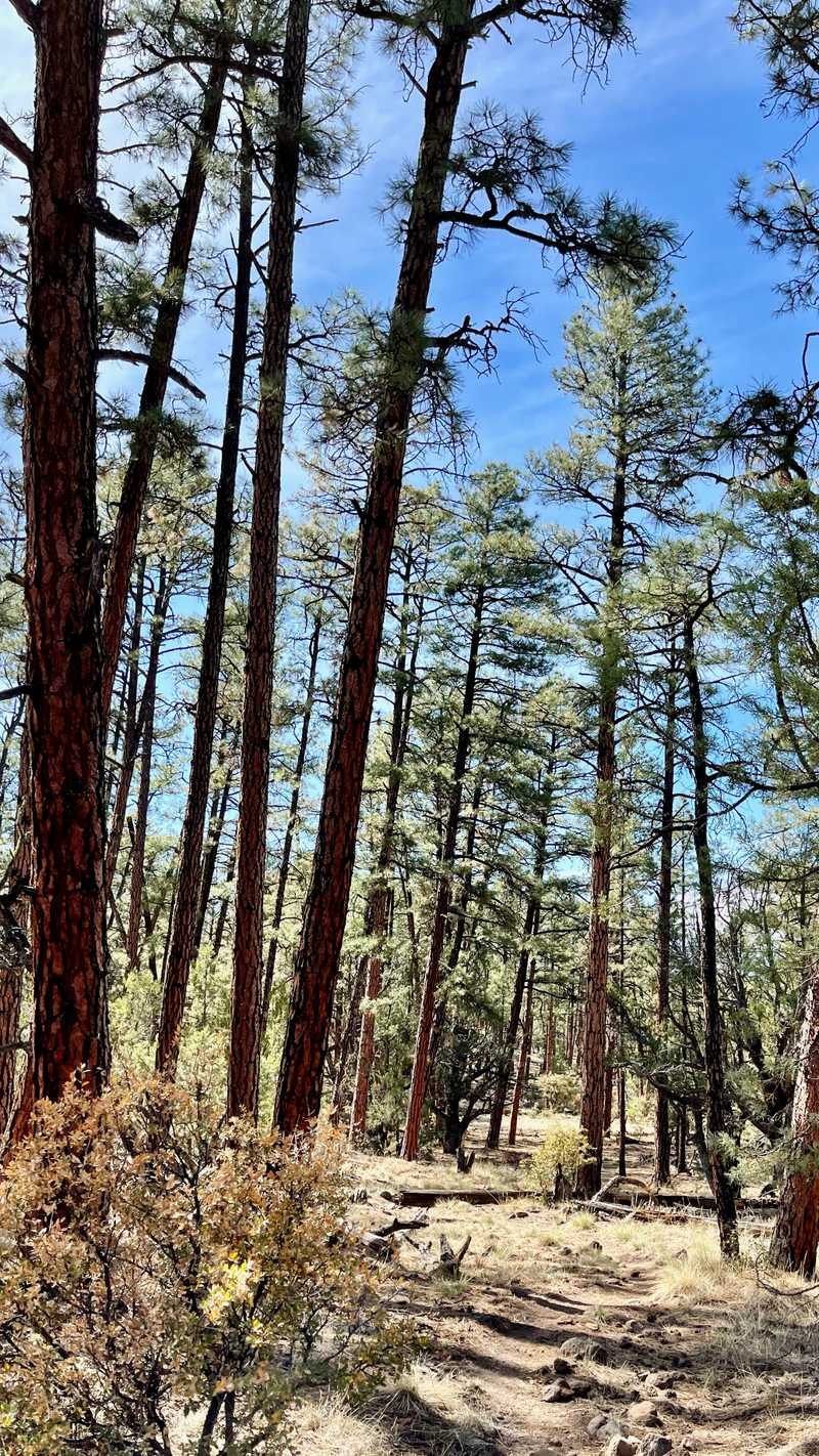 tall ponderosa pine trees